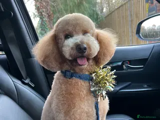 Miniature Poodle dogs KC Registered miniature poodle stud - Advert 8