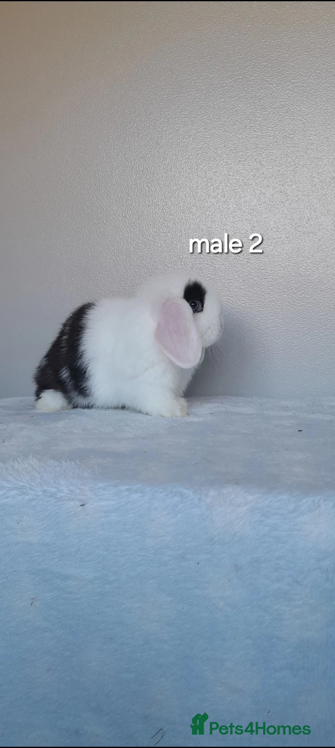 Mini Lop rabbits for sale: Purebred mini lop rabbits  - Advert 12