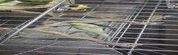 Budgerigars birds for sale: Budgies for Sales  in London - Advert 7