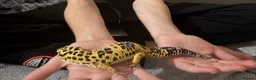 Gecko reptiles for sale: Friendly Leopard Gecko with Full Vivarium Setup  - Advert 1