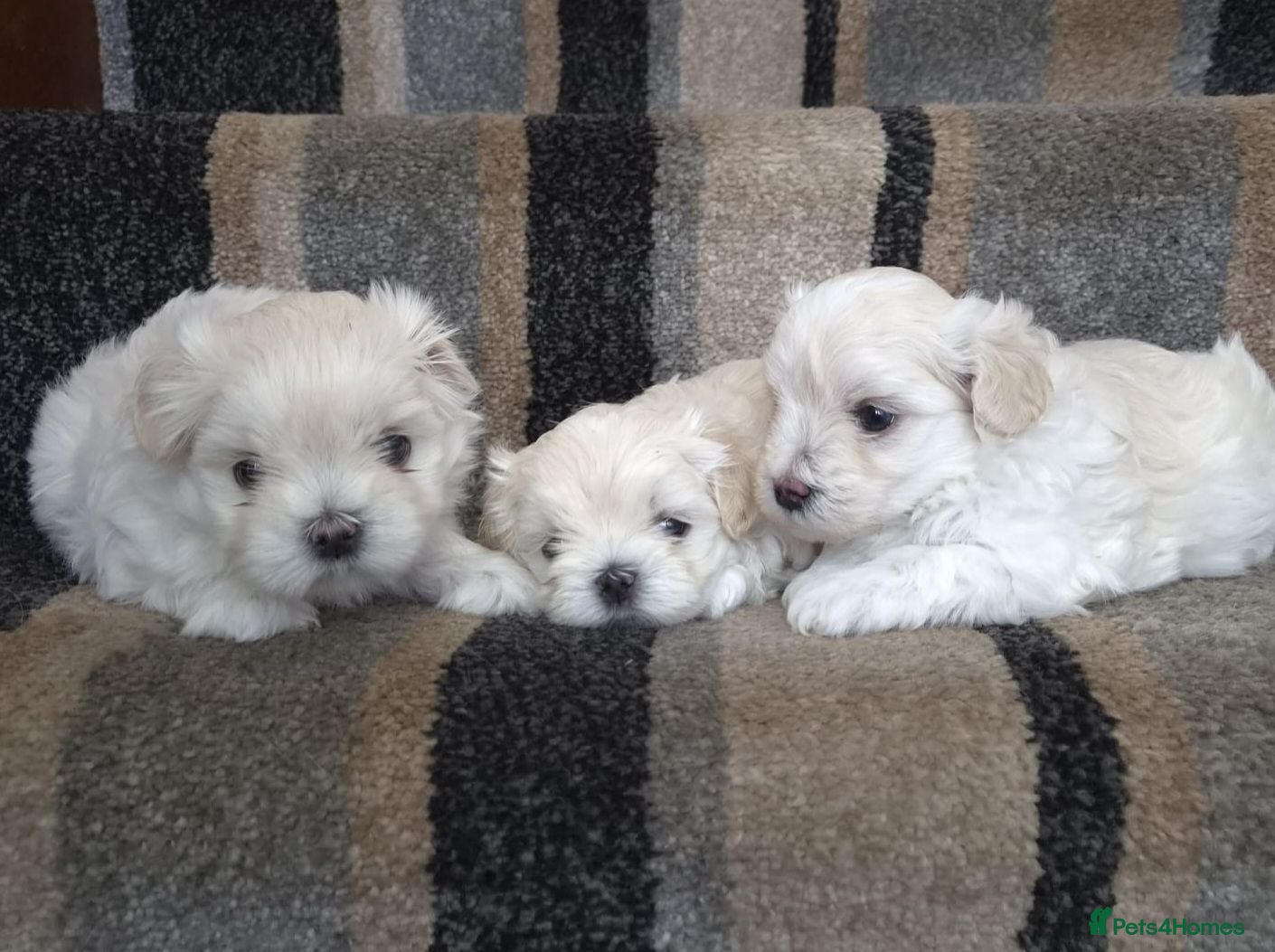 Maltipoo dogs ❗️REDUCED❗️⭐️TINY KOREAN MALTIPOO PUPPIES⭐️ - Advert 2