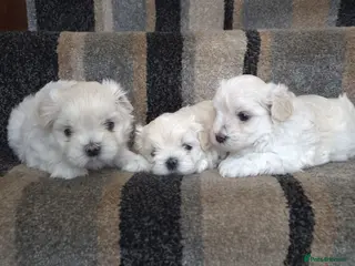 Maltipoo dogs ❗️READY NOW❗️⭐️TINY KOREAN MALTIPOO PUPPIES⭐️ - Advert 2