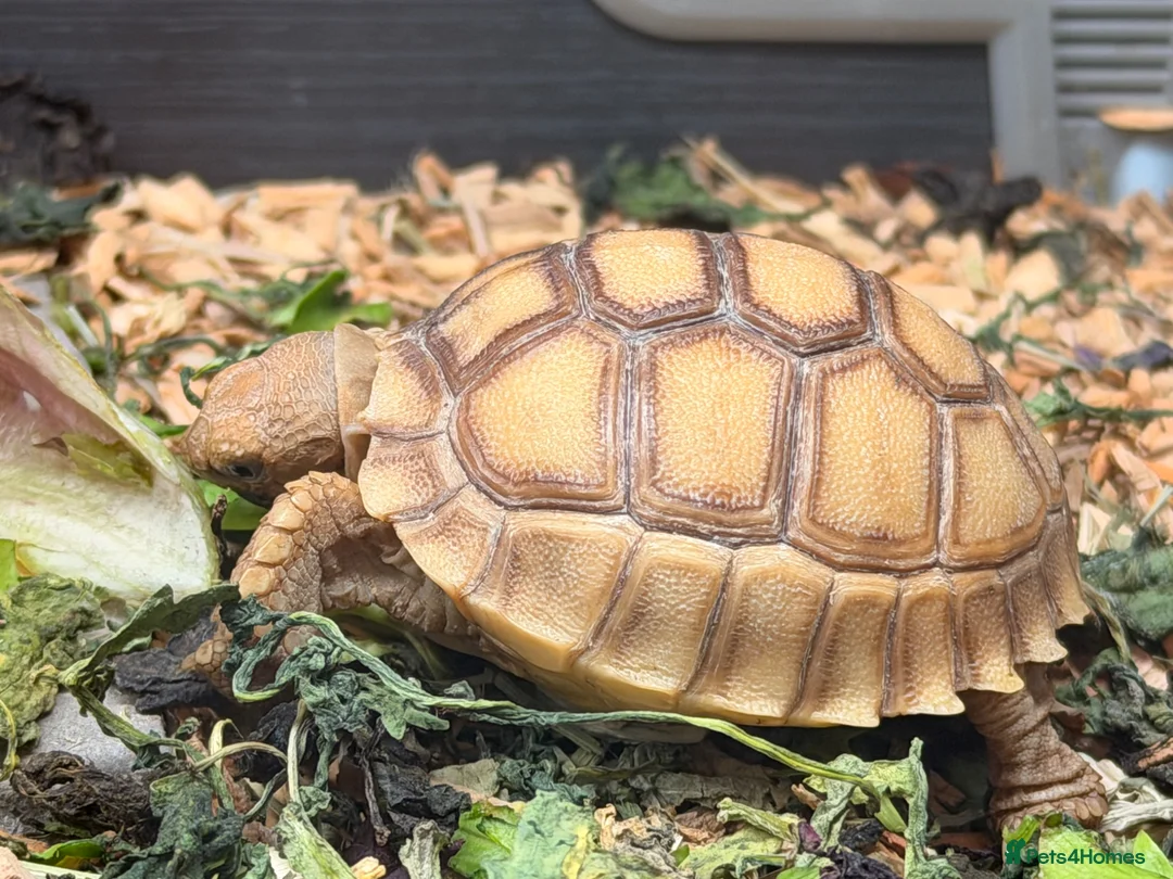 Tortoise reptiles for sale: Stunning Sulcata Tortoises for Sale – 8 Months Old - Advert 2