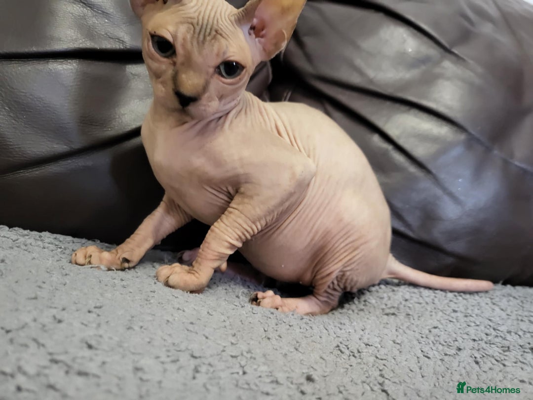 Sphynx cats for sale: Sphynx Healthy happy  boys   - Image 10