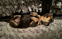 Rottweiler dogs for sale: Rottweiler puppies  - Advert 32