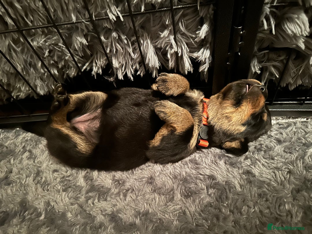 Rottweiler dogs for sale: Rottweiler puppies  - Advert 32