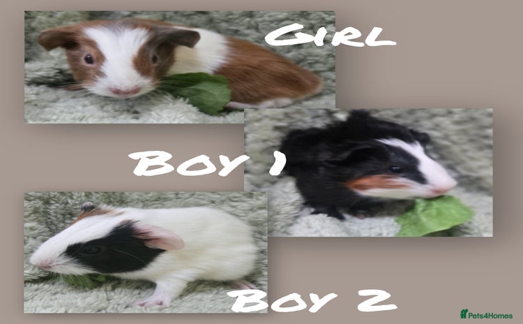 Guinea Pig rodents - Advert 7