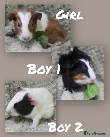 Guinea Pig rodents - Advert 12