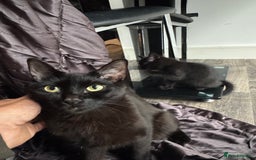 Ragdoll cats for sale: Gorgeous RAGDOLL X  - Image 4