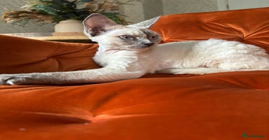 Devon Rex cats - Advert 3