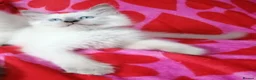 Ragdoll cats for sale: Ragdoll x British shorthair kittens - Advert 8