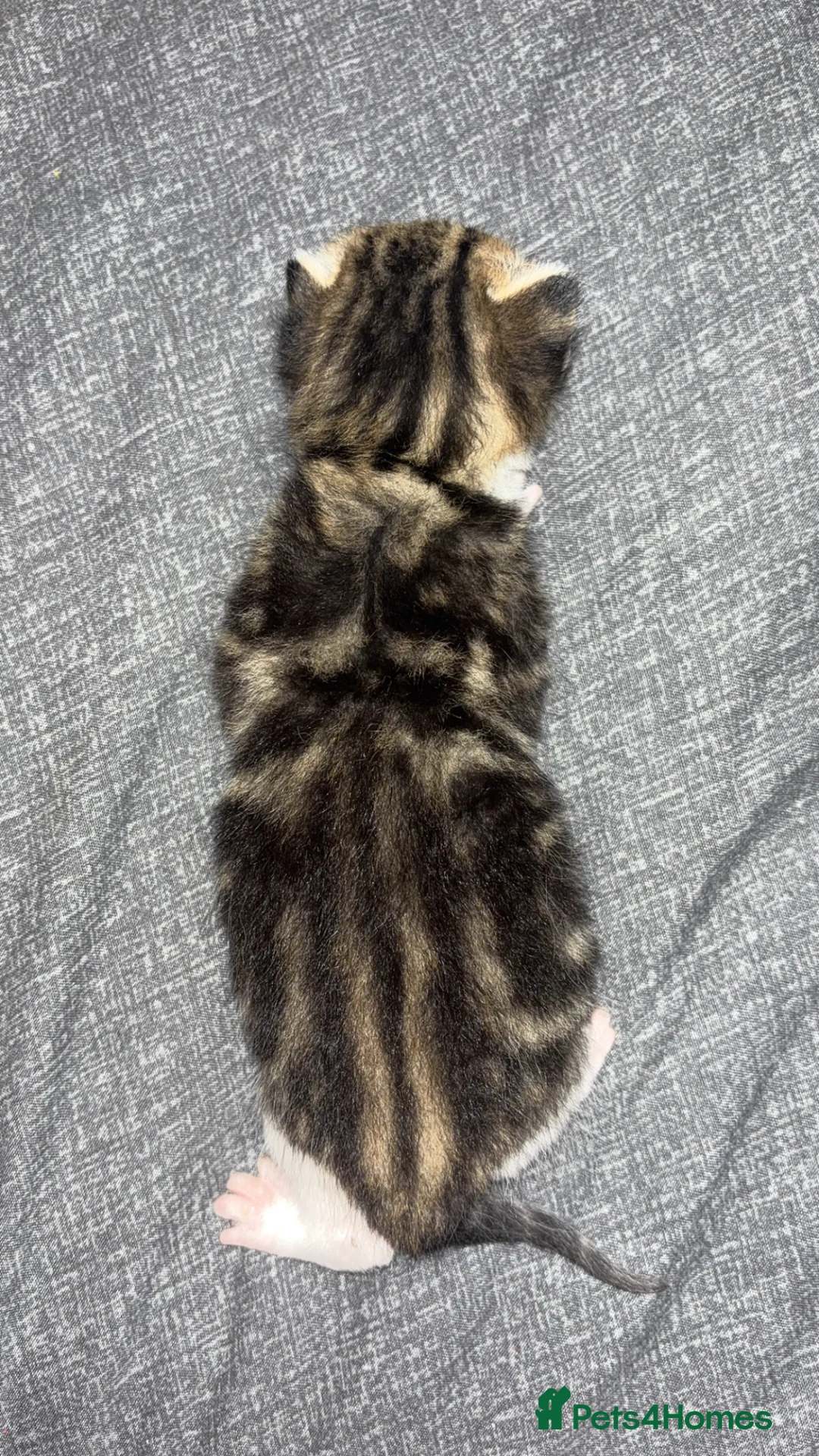 Mixed Breed cats for sale: Kittens for sale  - Advert 2