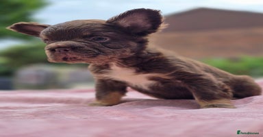 French Bulldog dogs - Advert 8