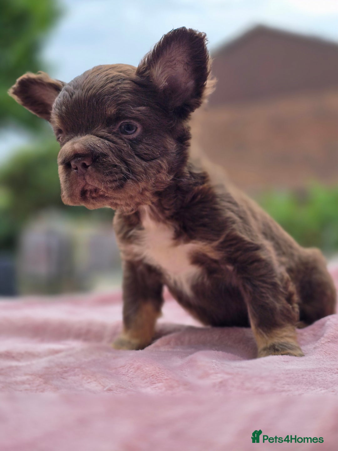 French Bulldog dogs for sale: Fluffy french bulldogs carrying Pink - Image 3