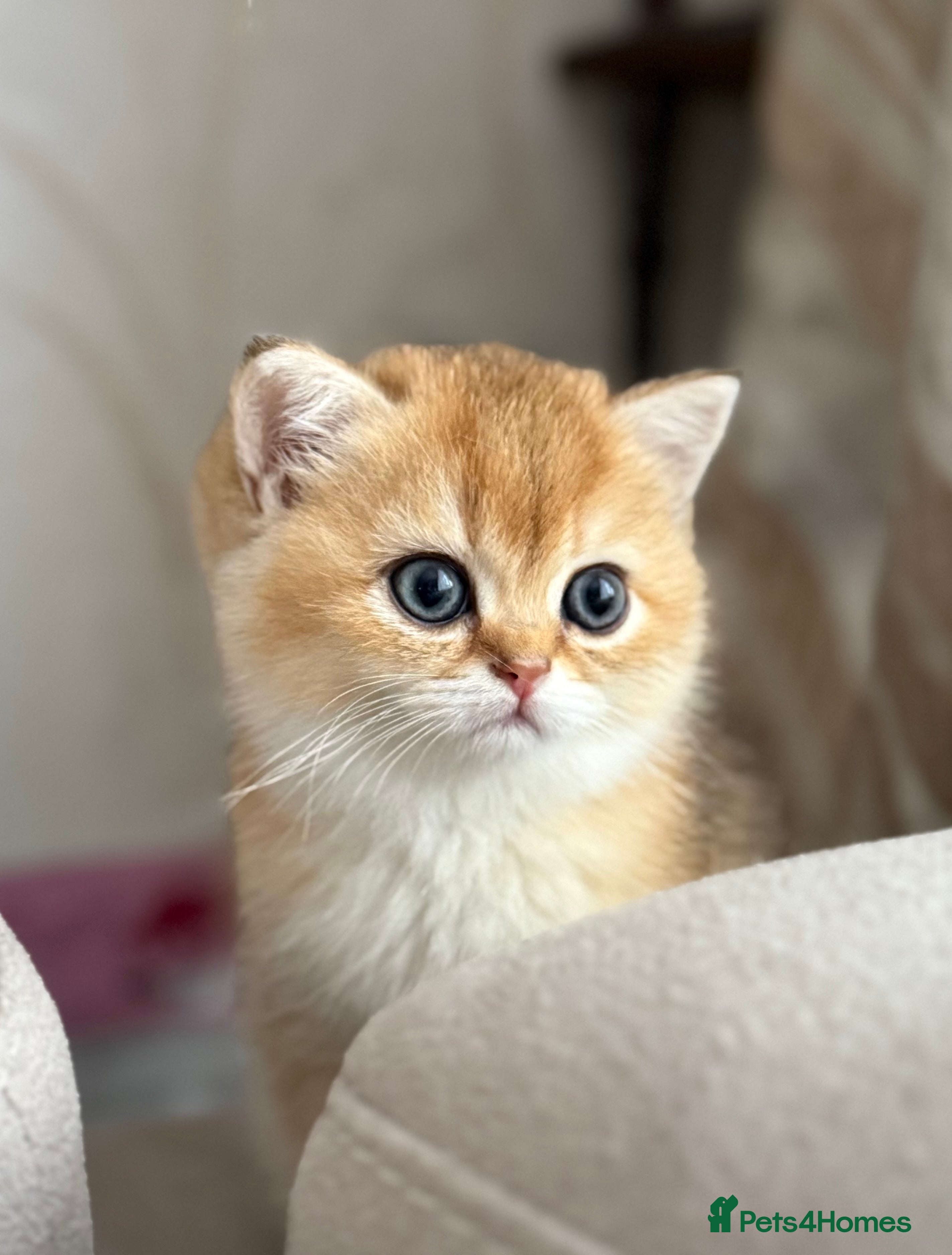 British Shorthair cats ✨ Golden BSH girls Looking for Loving Homes ✨ - Advert 6