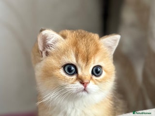 British Shorthair cats ✨ Golden BSH girls Looking for Loving Homes ✨ - Advert 6