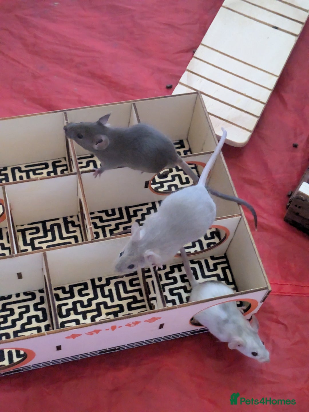 Mouse rodents for sale: Fancy mice - Image 4
