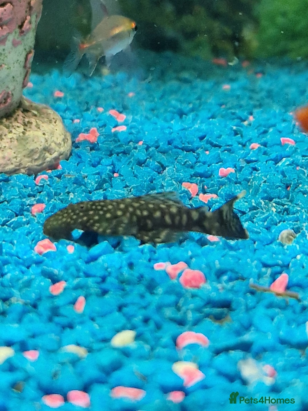Plecos fish for sale: Bristlenose Plecs - Image 2