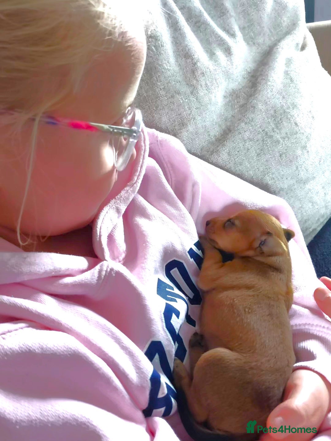 Miniature Pinscher dogs for sale: LAST PUPPY - LADYLUCKPINS KC MIN PINS - Advert 15