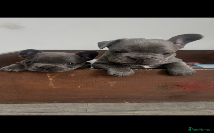 French Bulldog dogs - Advert 14