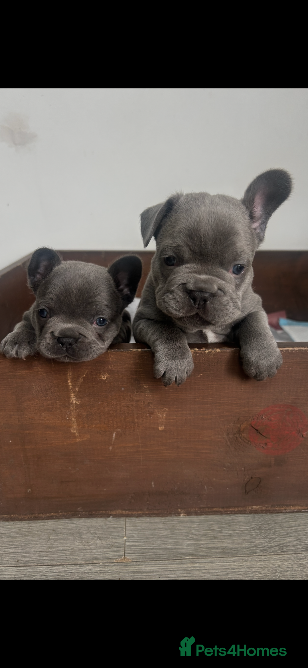 Blue French Bulldog Adoption Bitch French Bulldog Puppies For