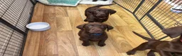 Labrador Retriever dogs for sale: Beautiful Chocolate Labrador Puppies - 09/03/2026 - Advert 10