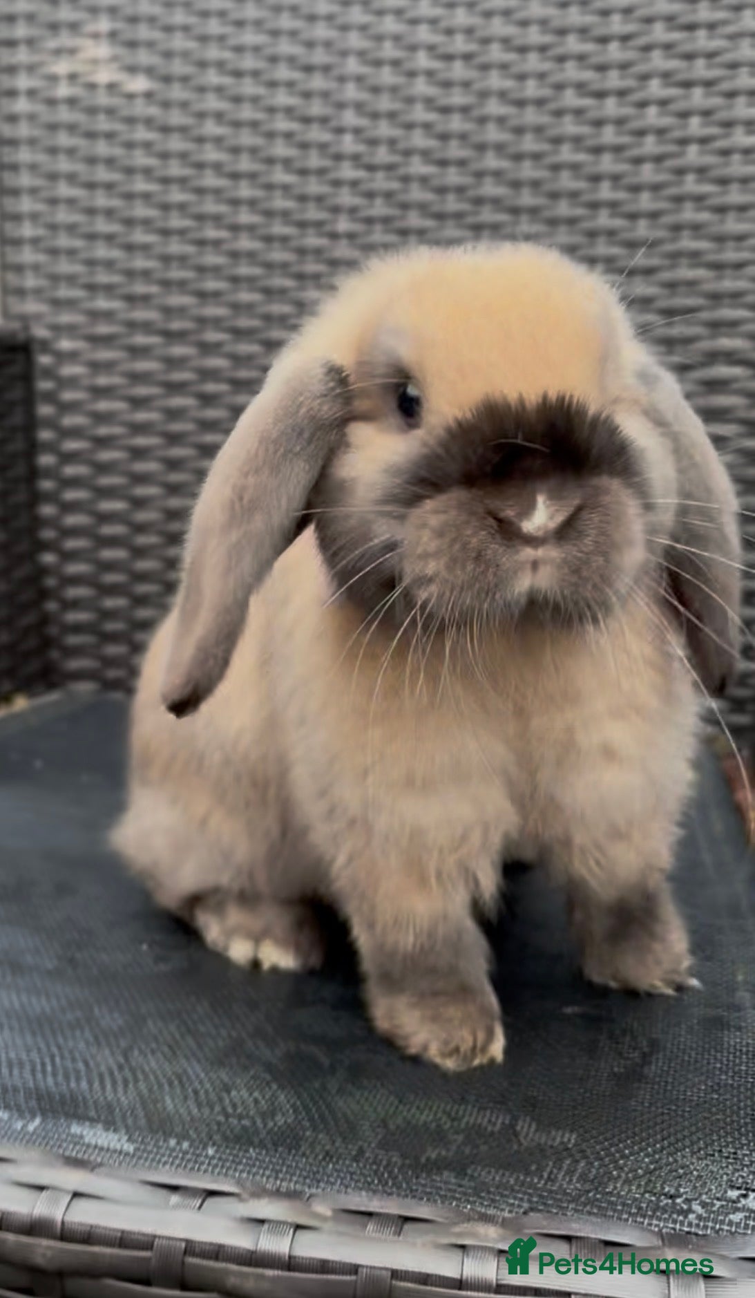 Mini Lop rabbits Beautiful mini lop baby boy - Advert 13