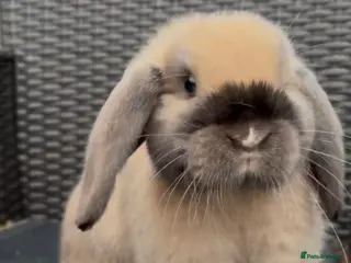 Mini Lop rabbits Beautiful mini lop baby boy - Advert 13
