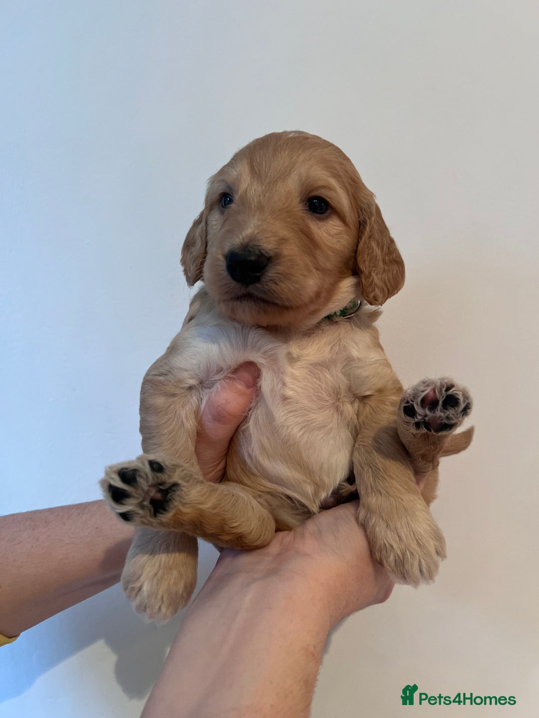 Cockapoo dogs for sale: Apricot F1B Cockapoo puppies - Advert 16