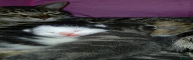 Kitten 1