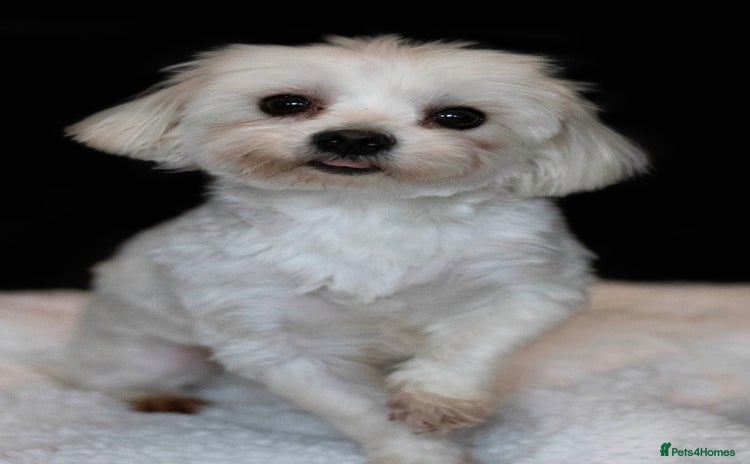 Maltese dogs - Advert 4