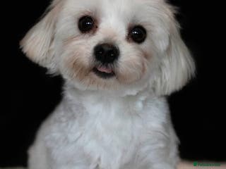 Maltese dogs *** EXPERIENCED MALTESE STUD*** - Advert 3