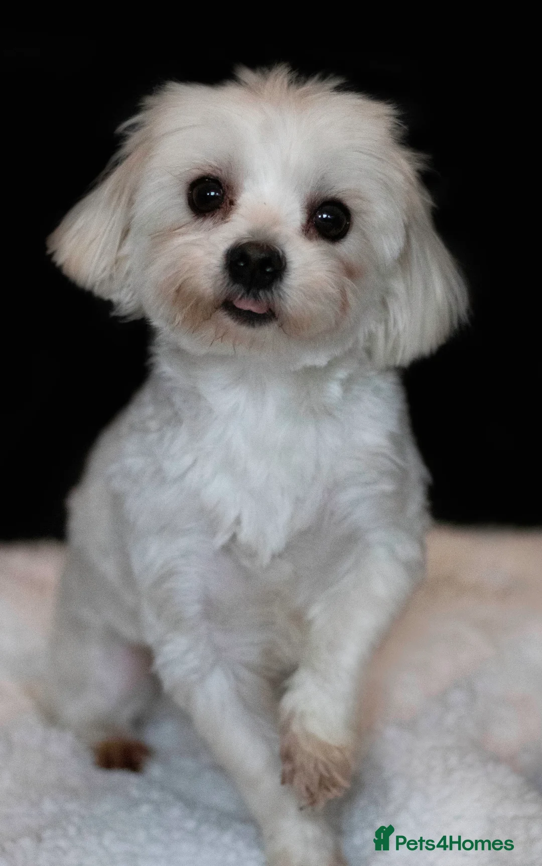 Maltese dogs for stud: *** EXPERIENCED MALTESE STUD*** - Advert 1