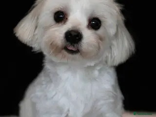 Maltese dogs *** EXPERIENCED MALTESE STUD*** - Advert 4