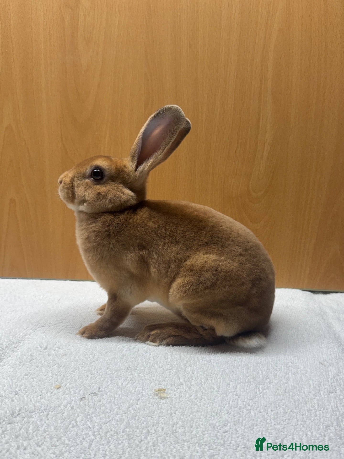 Rex rabbits Mini Rex and netherland dwarf  - Advert 13