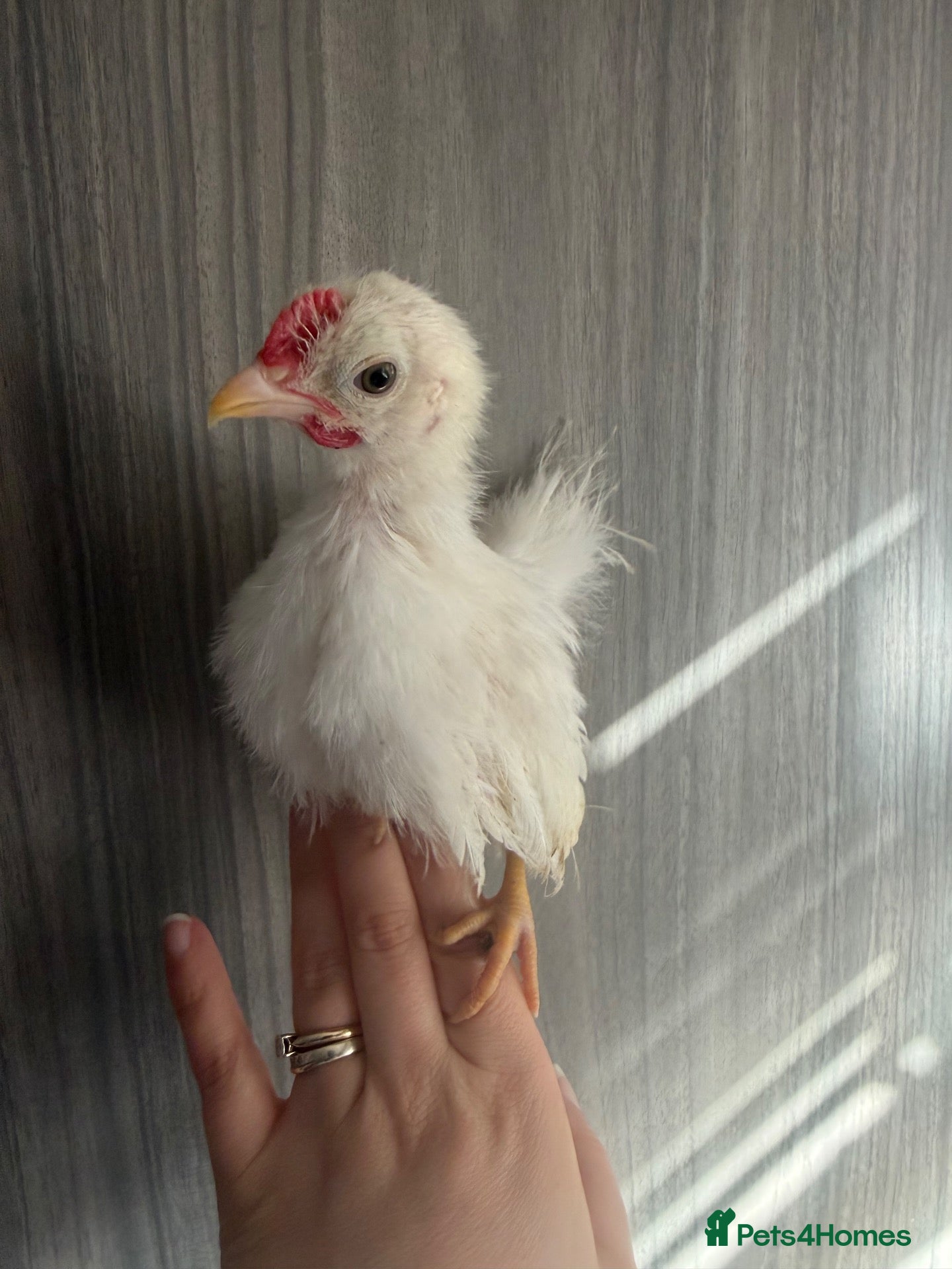 Chickens poultry Serama Rooster silkie - Advert 10