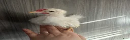Chickens poultry for sale: Serama Rooster silkie - Advert 1
