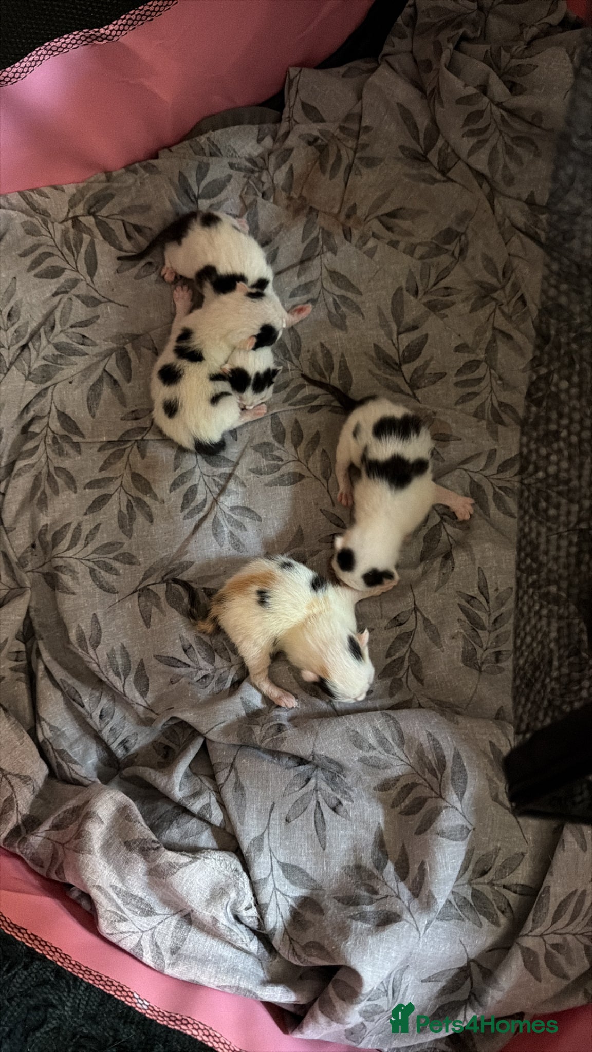 Mixed Breed cats 3 beautiful kittens  - Advert 3