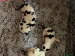 Mixed Breed cats 3 beautiful kittens - Advert 16