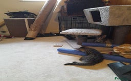 Mixed Breed cats for sale: Kittens available  - Image 10