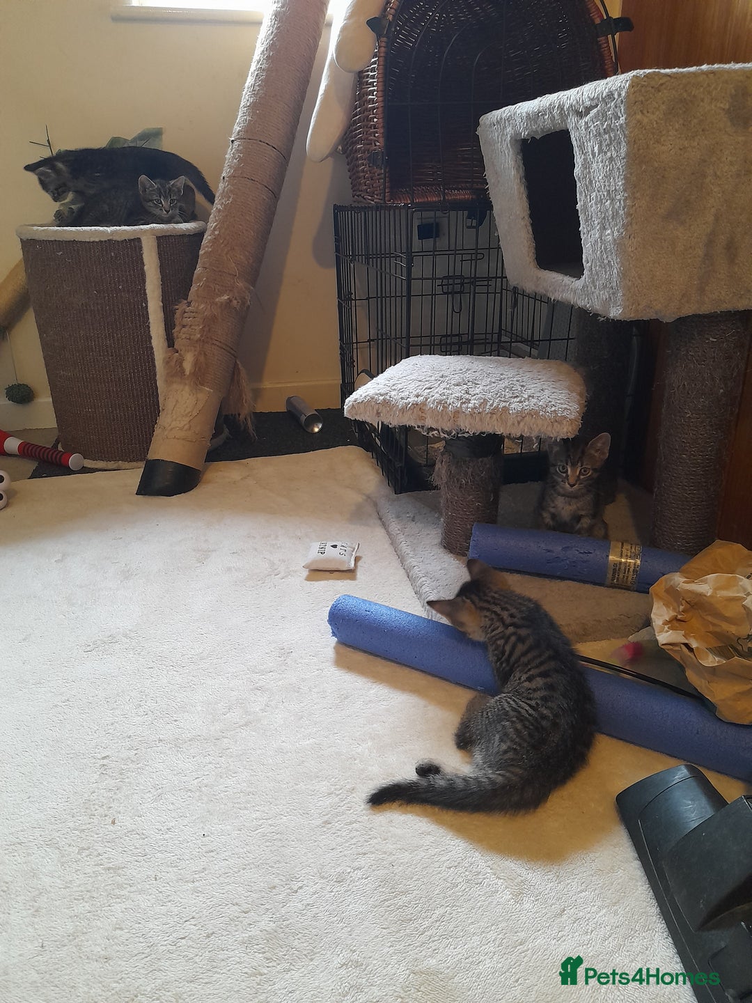 Mixed Breed cats for sale: Kittens available  - Image 10