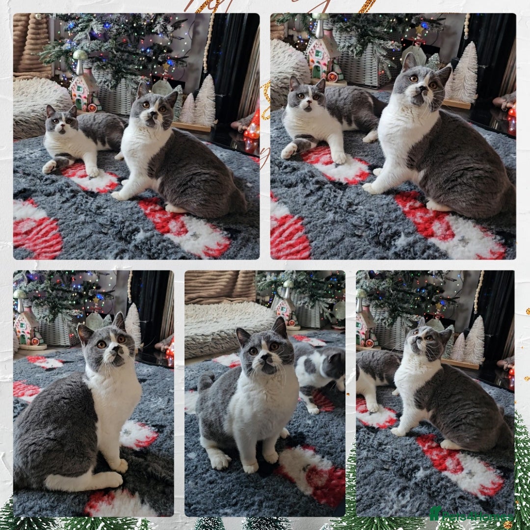 British Shorthair cats for sale: 2 chunky pedigree bsh male kittens - Advert 2