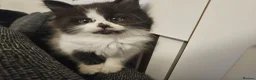 Mixed Breed cats for sale: 4 fluffy playful kittens for sale - Advert 11