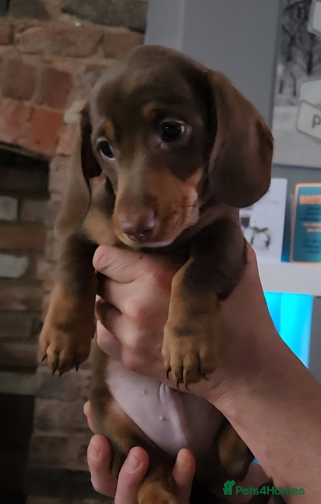 Miniature Dachshund dogs for sale: 🩷2 BABIES LEFT🐶READY TODAY🐶HAD 1ST/2ND JAB🩵 in Chorley - Image 2
