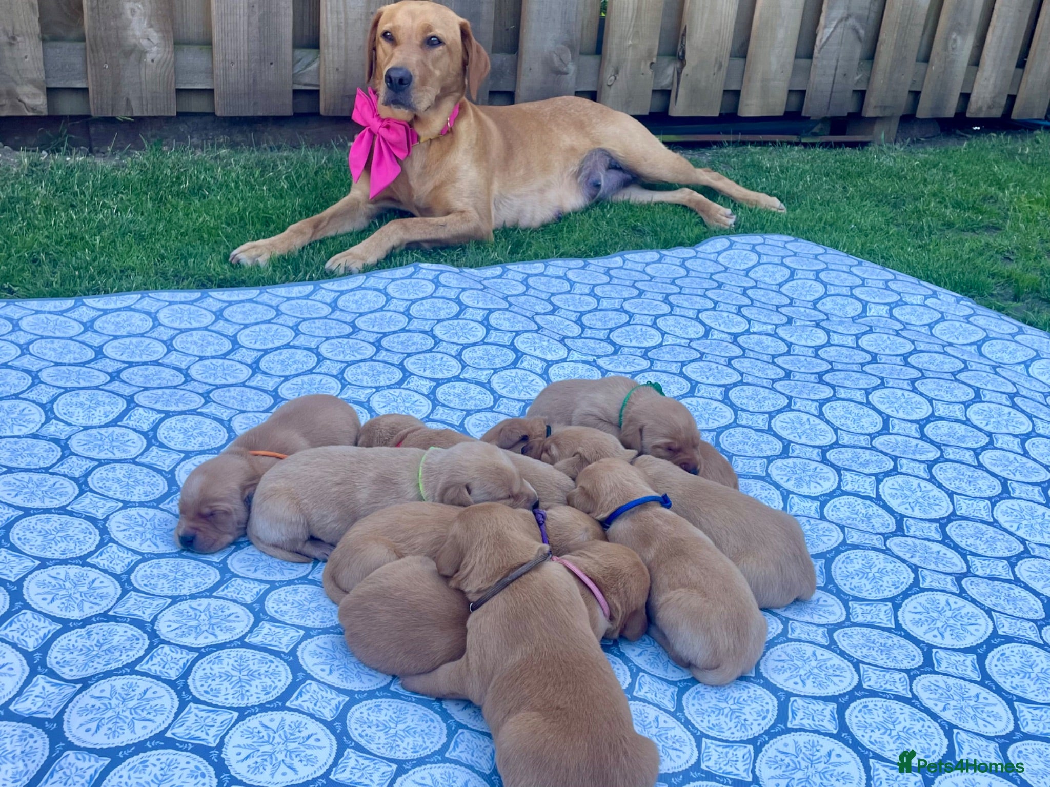 Labrador Retriever dogs Beautiful Litter of 10 Red Fox Labrador Puppies 🐾 - Advert 2
