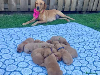 Labrador Retriever dogs Beautiful Litter of 10 Red Fox Labrador Puppies 🐾 - Advert 2