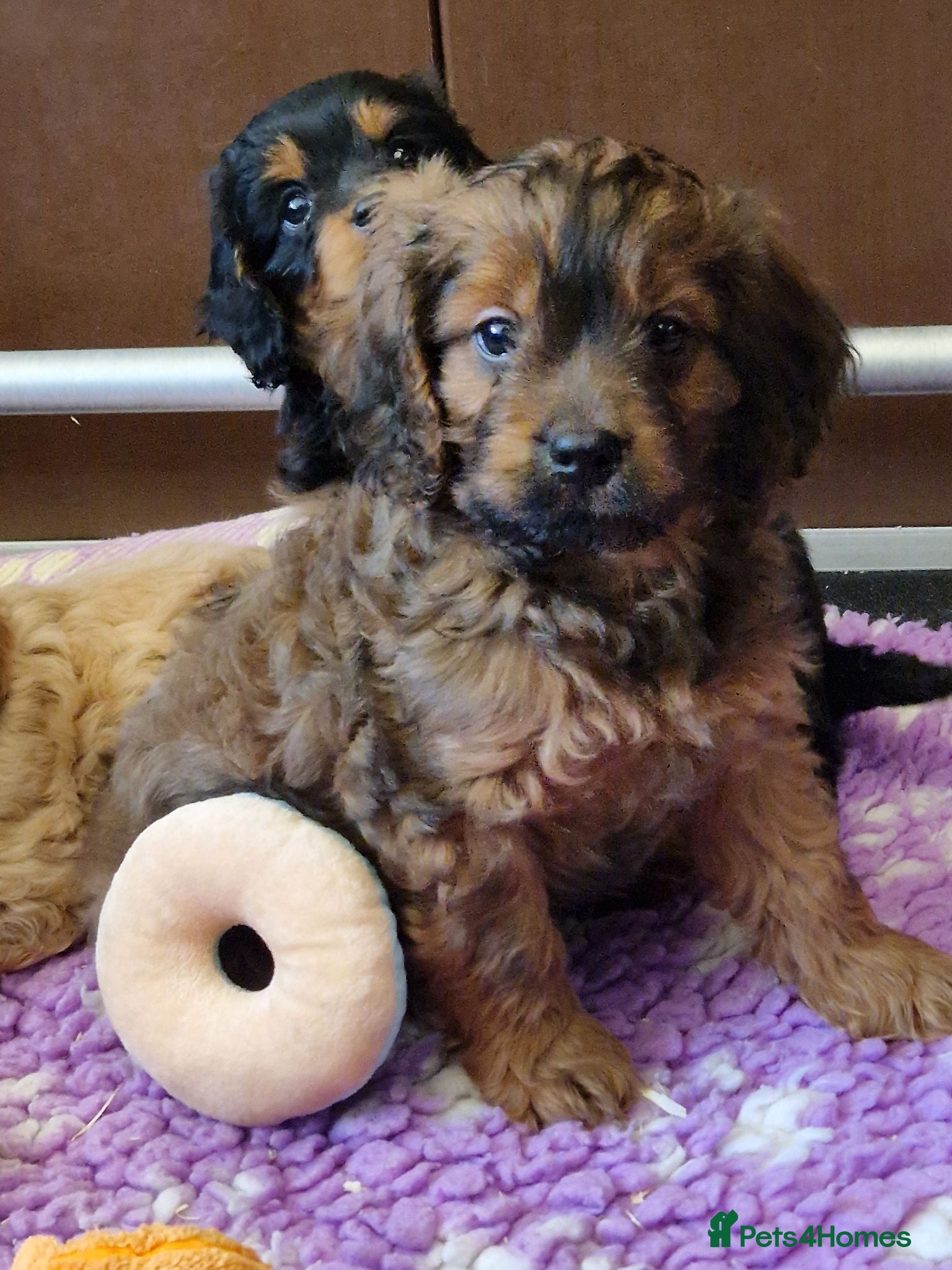 Cavapoo dogs RARE CHOC SABLE H/TESTED F1 TOY CAVAPOO MALE - Advert 4
