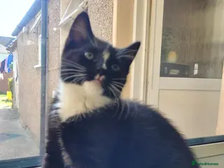 Mixed Breed cats Little Princess is looking for new home - Advert 8