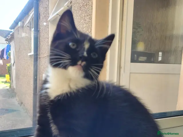 Mixed Breed cats Little Princess is looking for new home - Advert 15