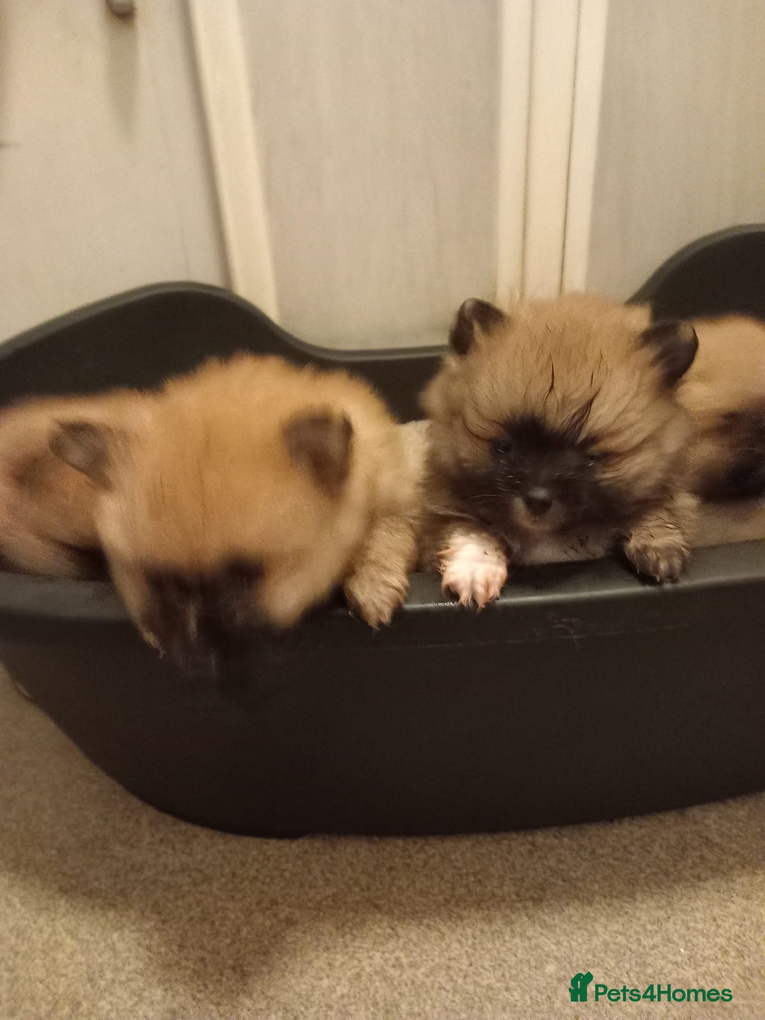 Pomeranian dogs for sale: Puppy’s for sale 8 weeks old  - Advert 2